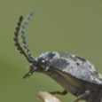 Elateridae